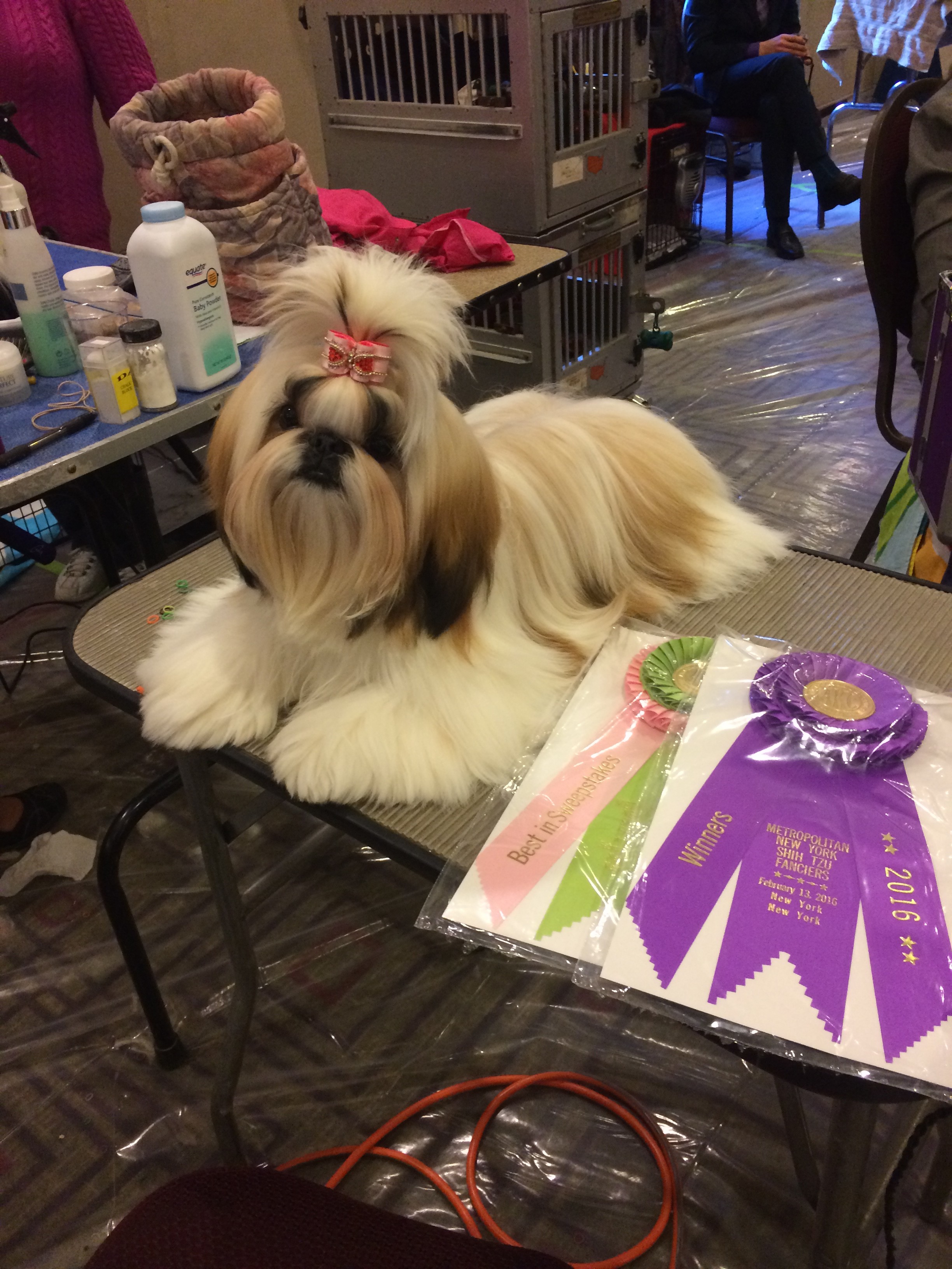 Ch. Ultra's A Passion For Fashion Ultra Shih Tzu