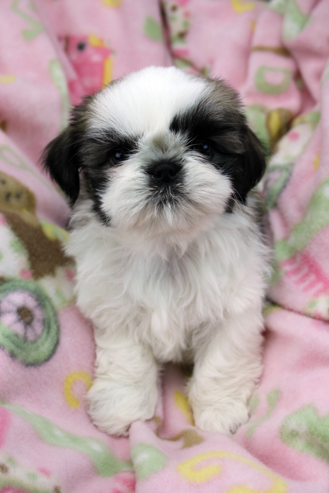 Shih Tzu Puppies In Northern New Jersey