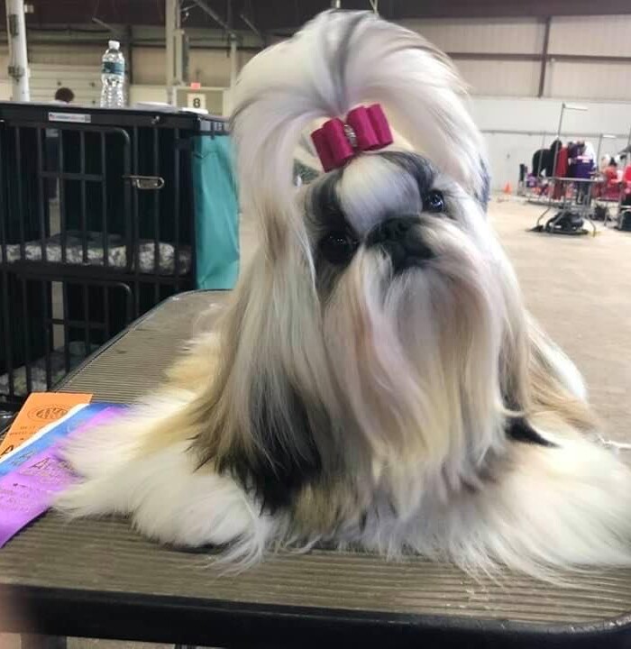 Ch.UltrasGlamourOfItAll-Marilyn