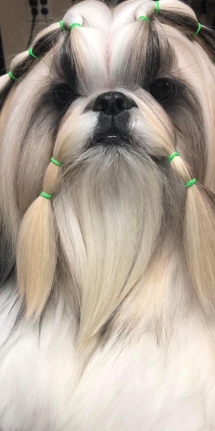 UltraShihTzu-Hustler-1
