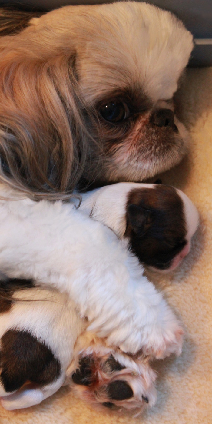 ultra-shih-tzu-puppies-18