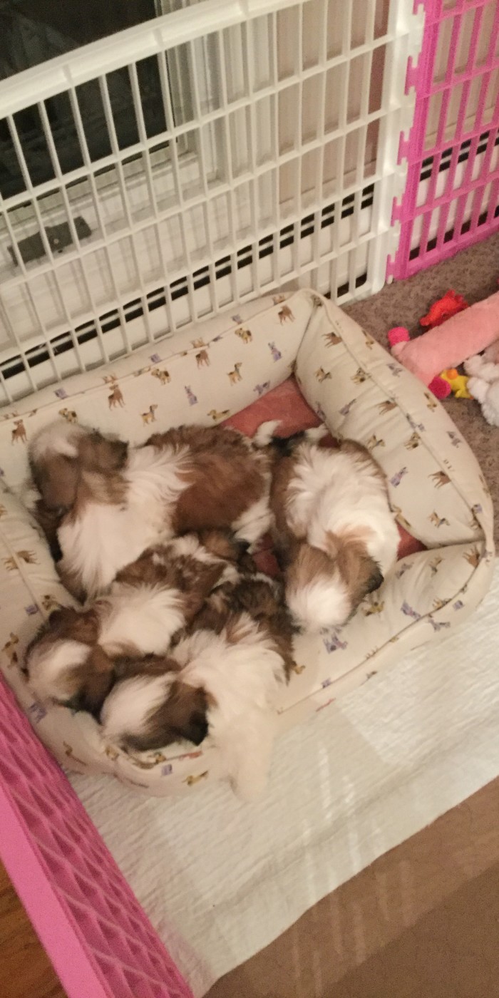 Ultra-Puppies-1