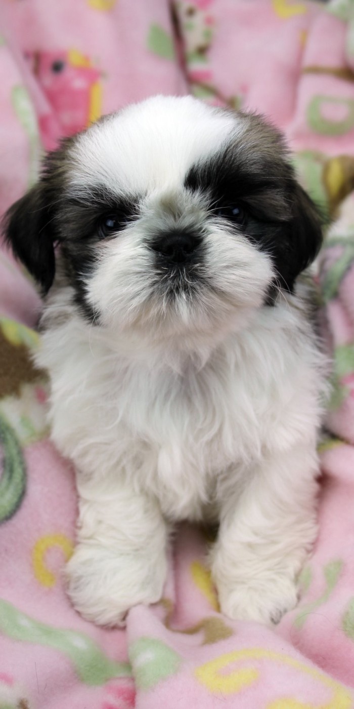 Ultra-Puppies-2